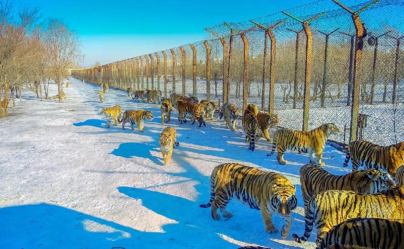 Parco delle tigri siberiane