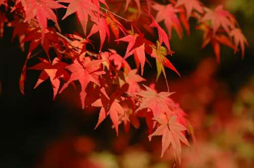 Autumn Foliage Japan 2025 | Regional Autumn Leaves Viewing Guides​