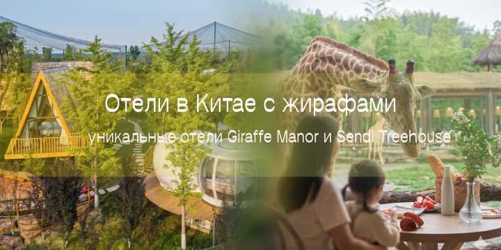 Отели в Китае с жирафами: уникальные отели Giraffe Manor и Sendi Treehouse | Trip.com
