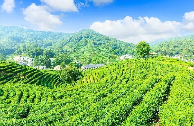 Longjing-Tee und traditionelle Dörfer