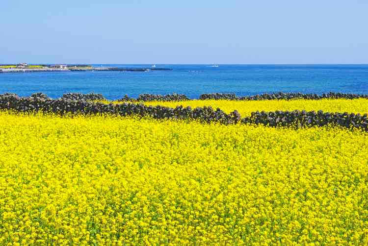 Reisetipps für Jeju