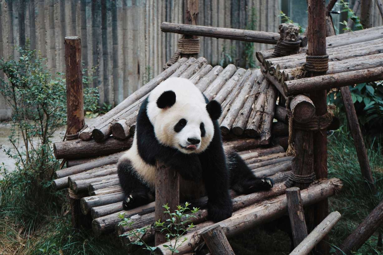 Where to See Pandas in Chengdu