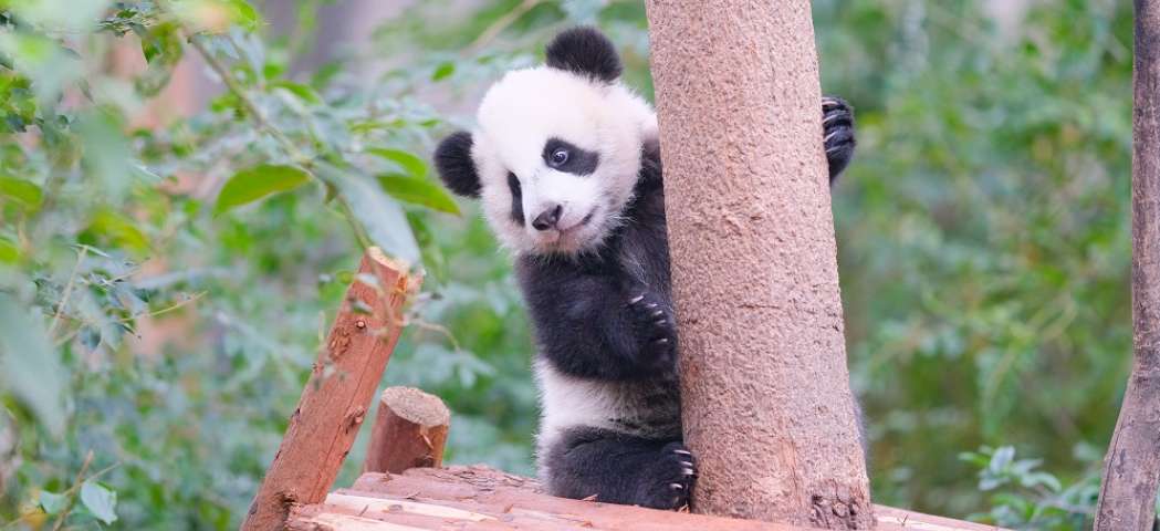 What to Do at Chengdu Panda Base