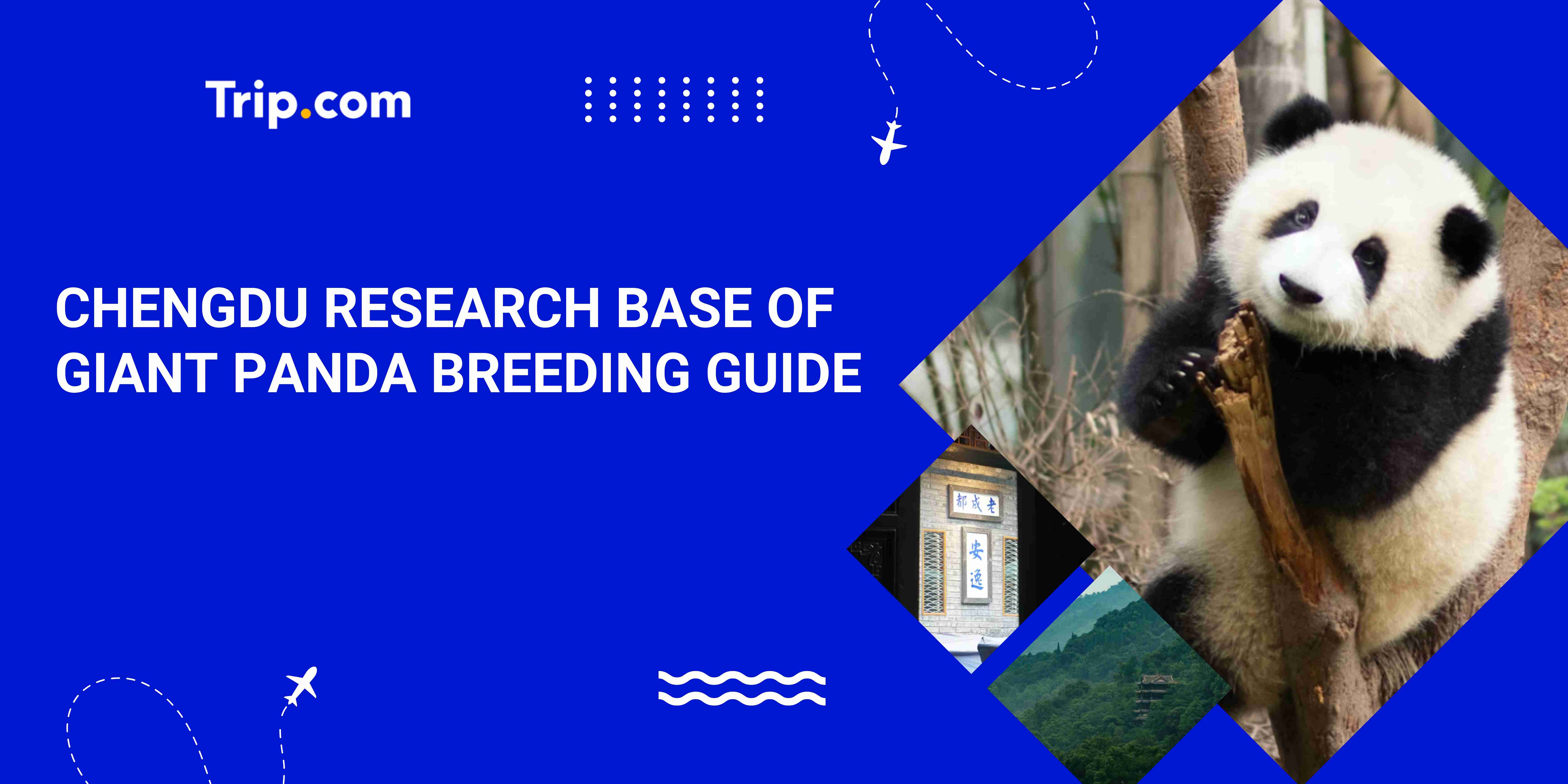 Chengdu Research Base of Giant Panda Breeding Guide: Tickets, Transport, Top Sights & Souvenirs