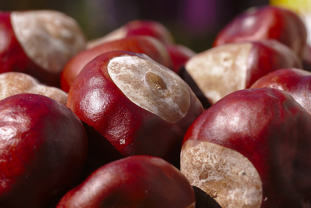 World Conker Championships 2025: Location, nearest station & cheap train tickets