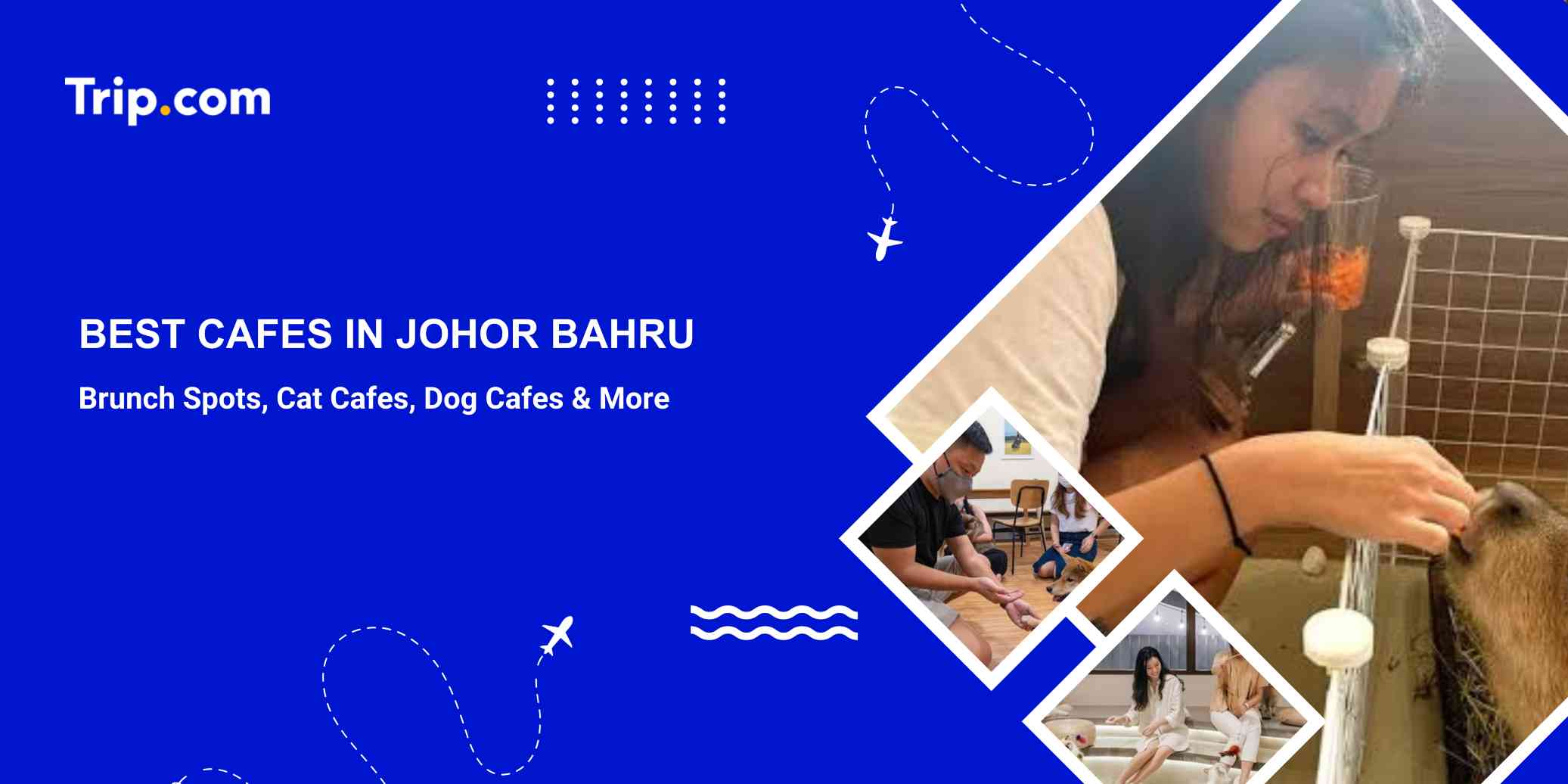 Best Cafes in Johor Bahru: Cat, Dog, Pets & Board Game Cafes | Trip.com