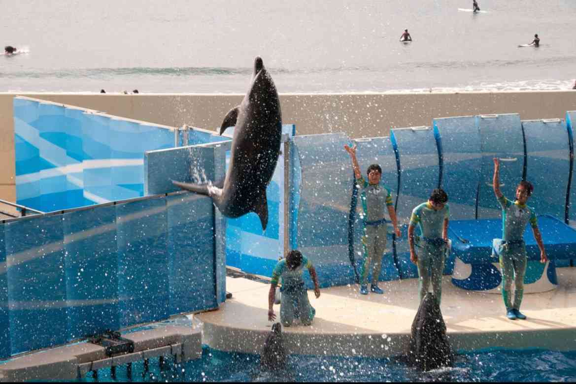 Dolphin Show