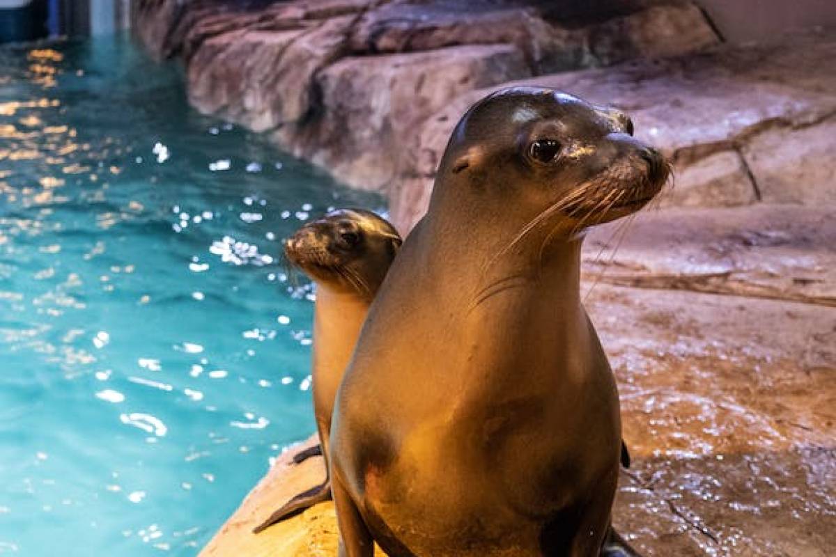 Best Way to Visit the Georgia Aquarium- Introduction to the Georgia Aquarium