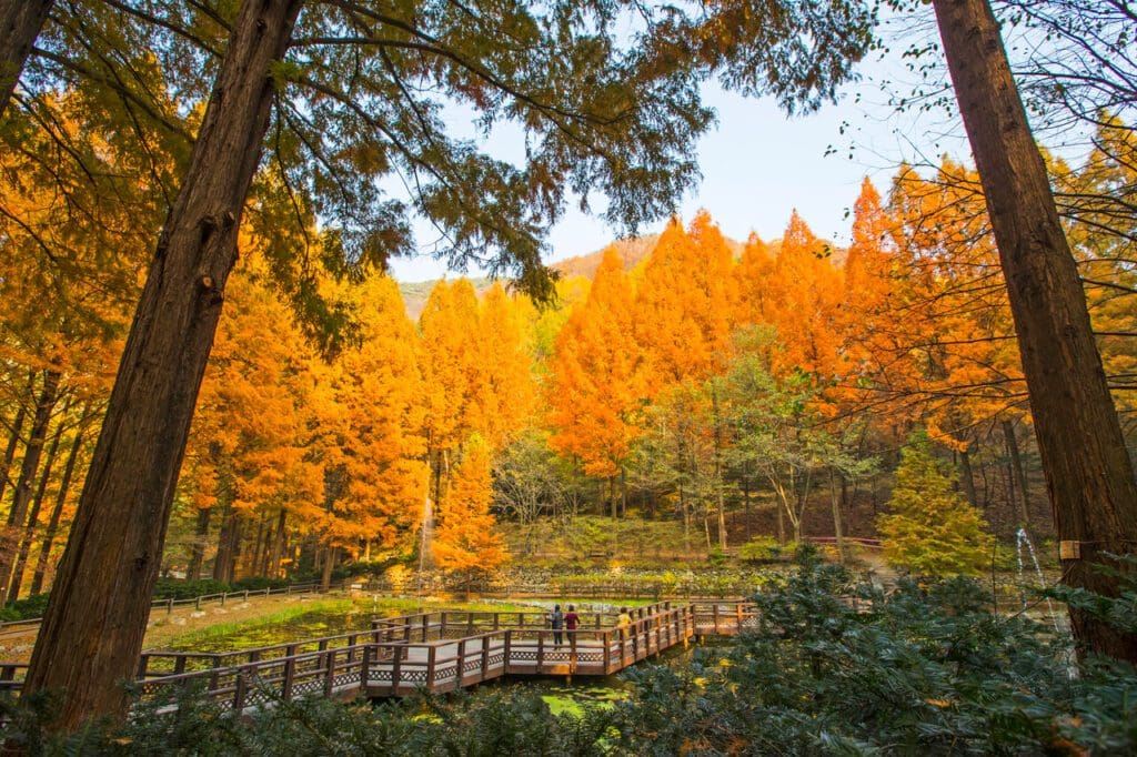 Jangtaesan Recreational Forest