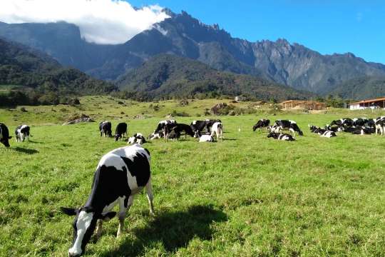 Desa Dairy Farm