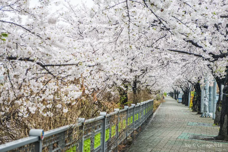 Hongdae