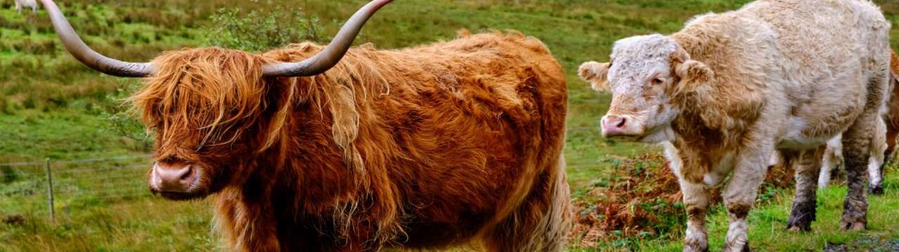 Trains to The Royal Highland Show 2026: Nearest station, popular routes & event info