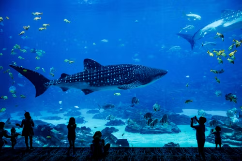 What to Do at Beijing Zoo