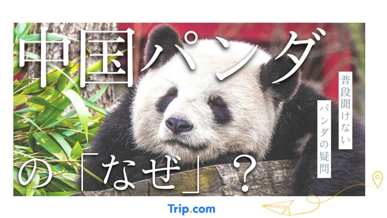 中国 パンダ なぜ多い
