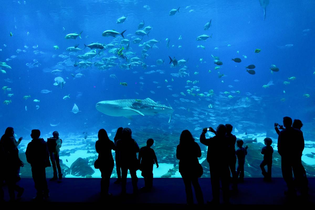 Best Way to Visit the Georgia Aquarium-Performances & Engaging Activities 