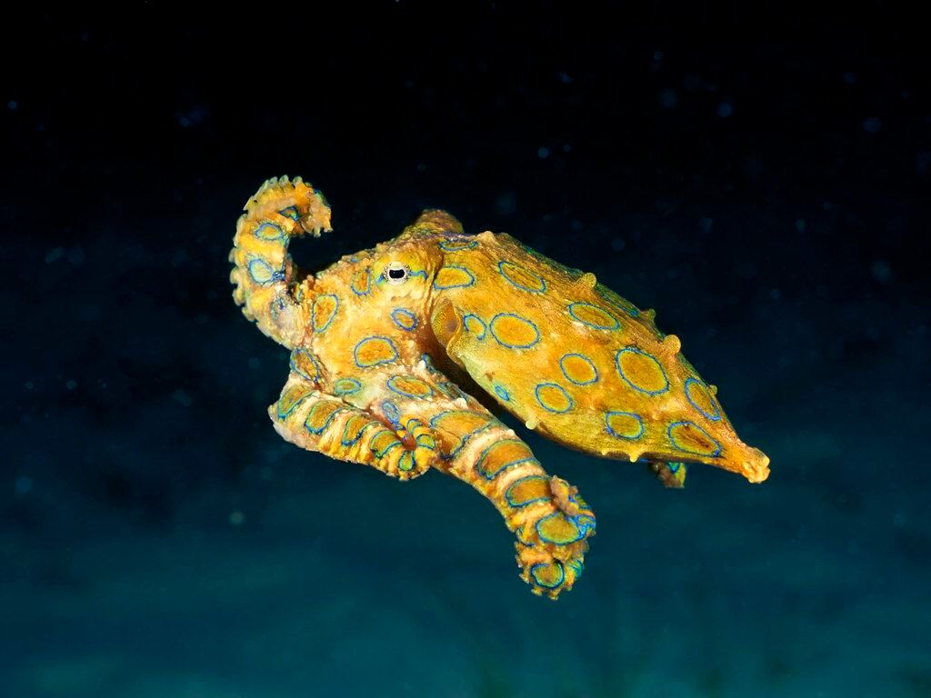 Blue-ringed octupus, Mabul Island