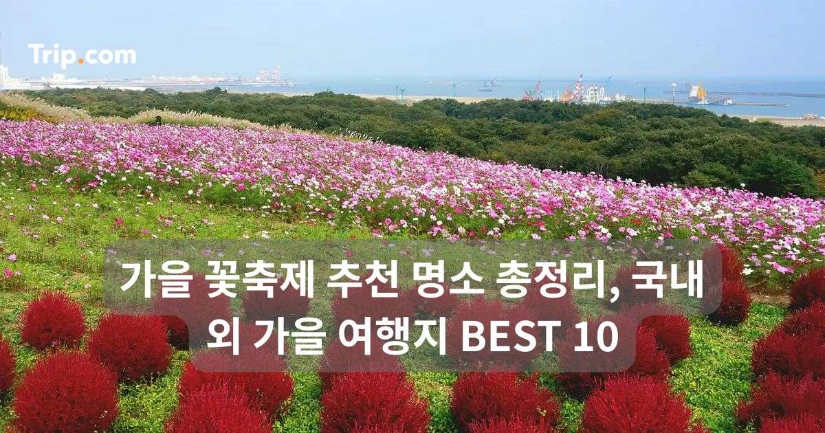 가을 꽃축제 추천 명소 총정리, 국내외 가을 여행지 BEST 10 | 트립닷컴