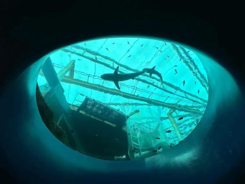 Часы работы Singapore Oceanarium