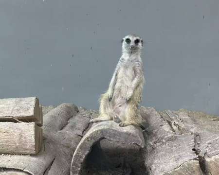 Zoo Johor