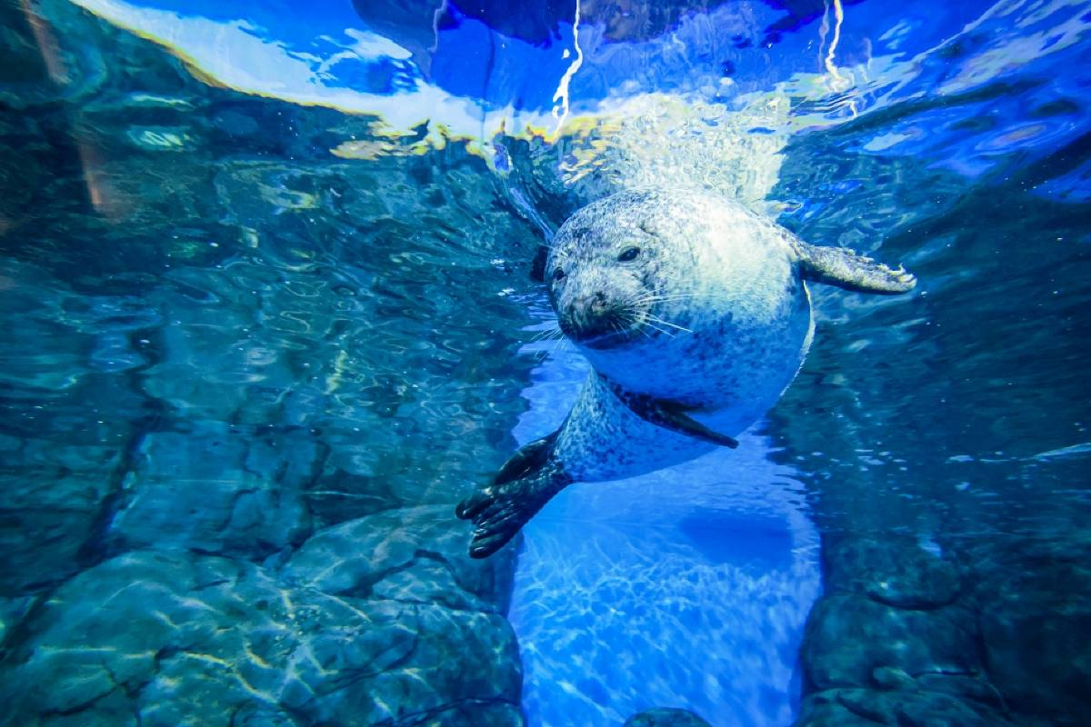Shanghai Ocean Aquarium Animals