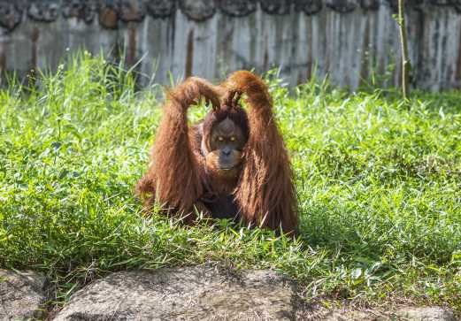 : Safari Park — автобусное сафари  в  Vinpearl Safari Фукуок