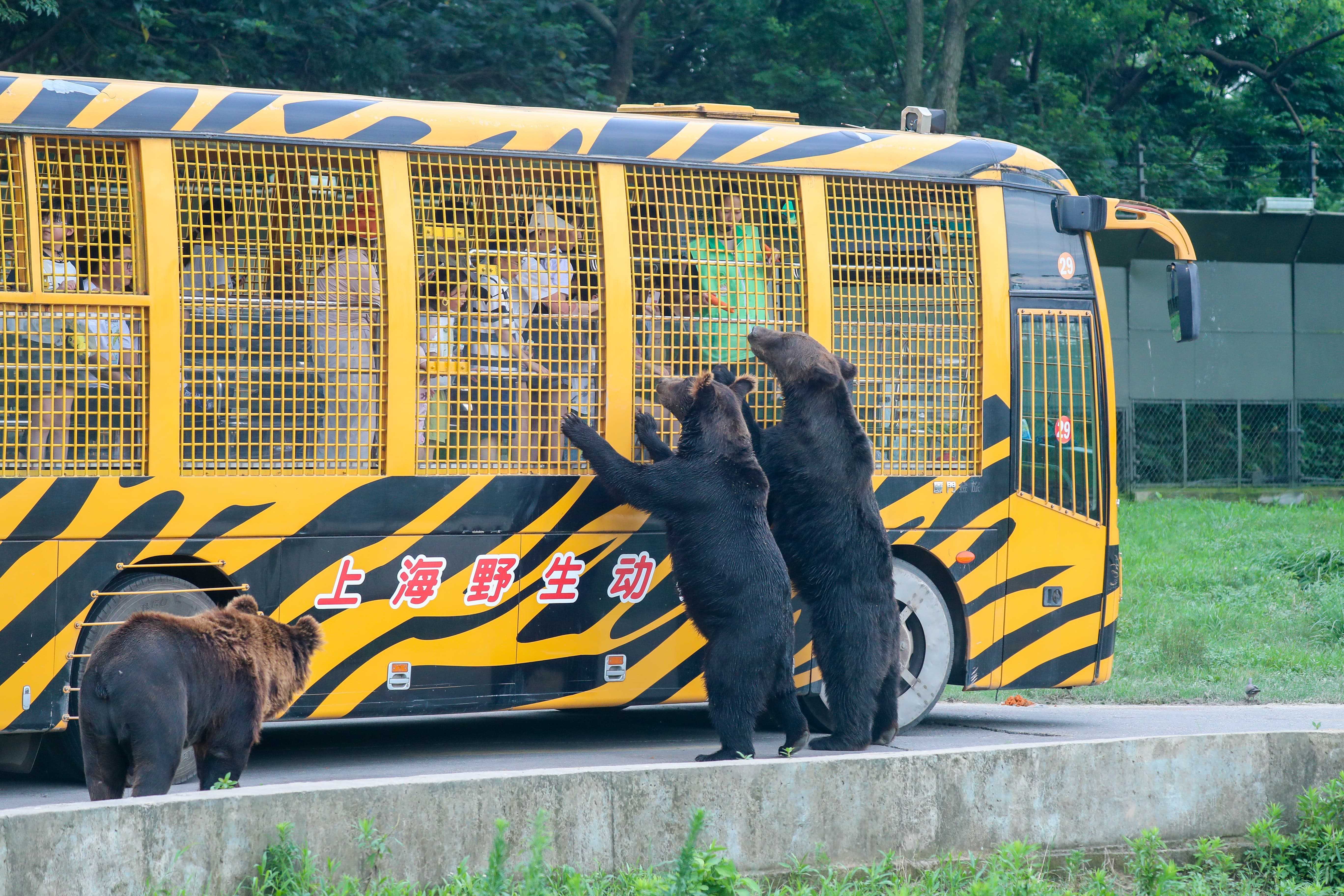 สวนสัตว์เปิดเซี่ยงไฮ้ (Shanghai Wild Animal Park)