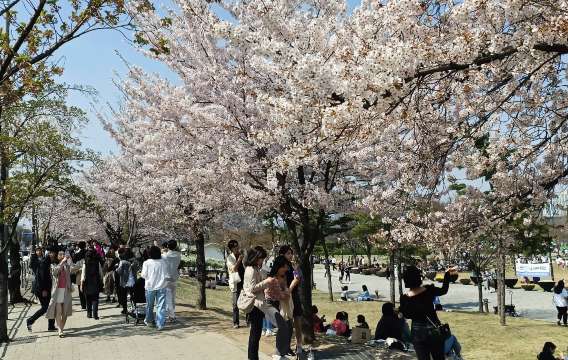 Yeouido Park - อากาศเกาหลีเดือนเมษายน