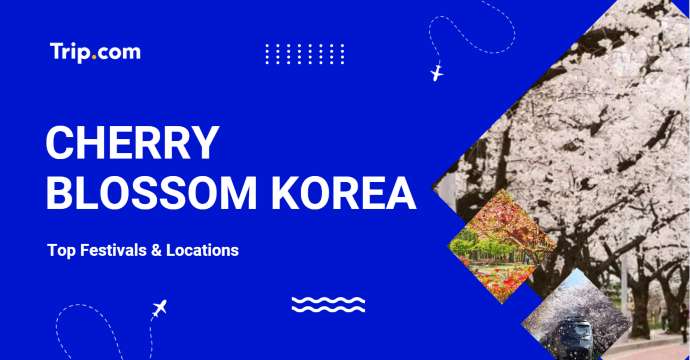 Best Cherry Blossom Spots in Korea for 2026: Top Festivals & Locations | Trip.com