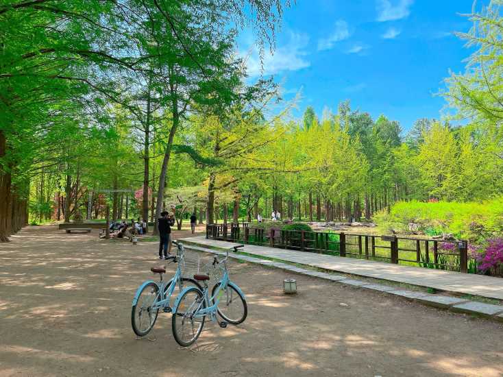 Bike Riding on Nami Island