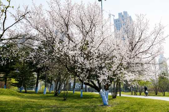 Spring in Harbin