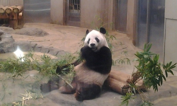 สวนสัตว์อุเอโนะ (Ueno Zoo)