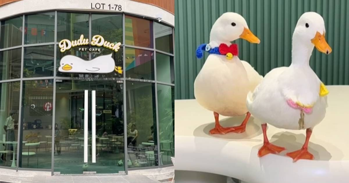 Dudu Duck Pet Cafe