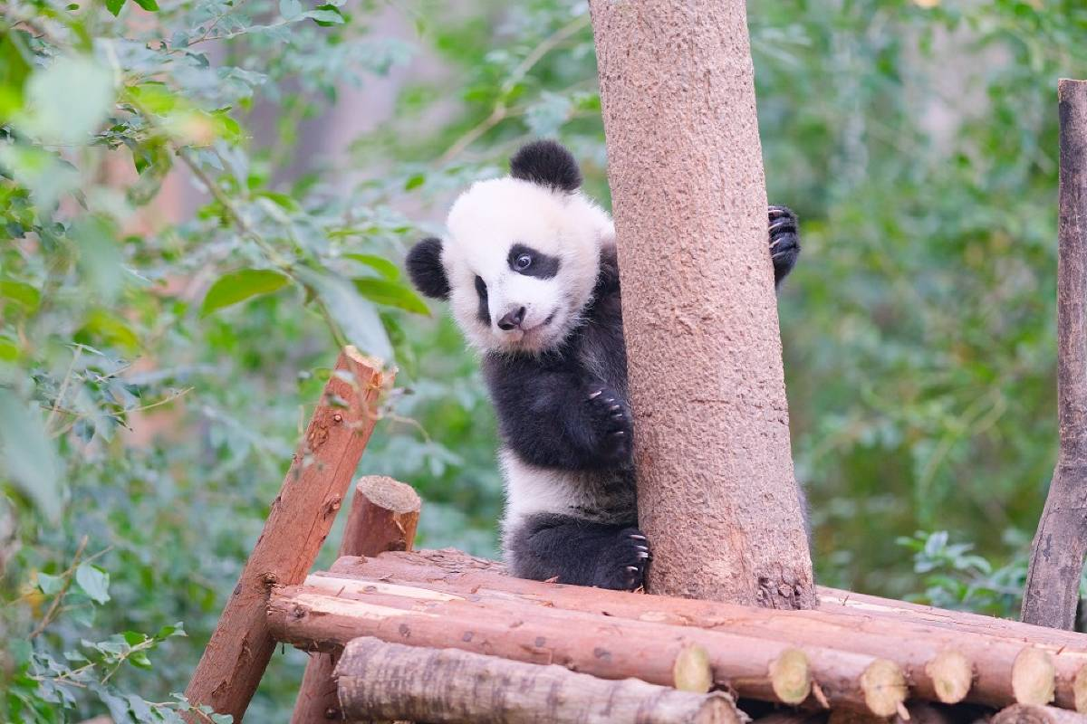 TEMPAT WISATA DI CHENGDU