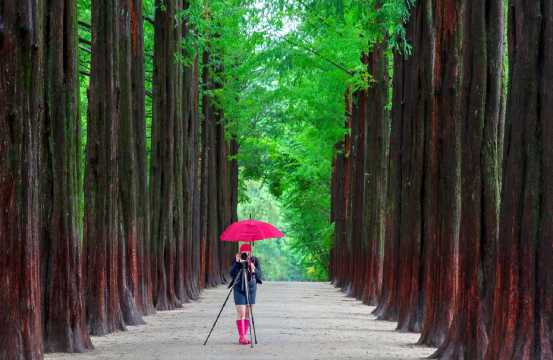 Nami Island Metasequoia Lane