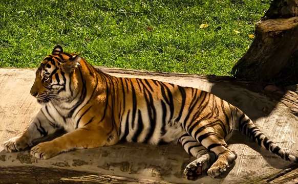 Zoo Johor