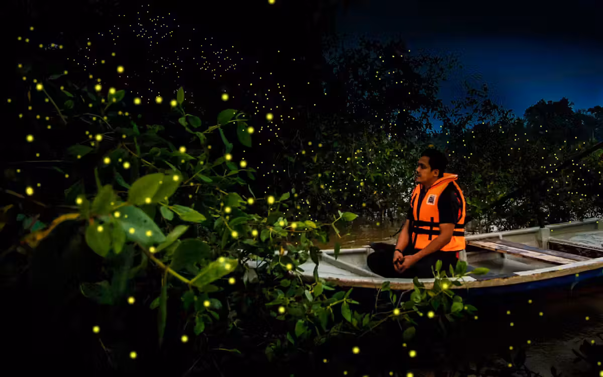 Kuala Selangor Fireflies