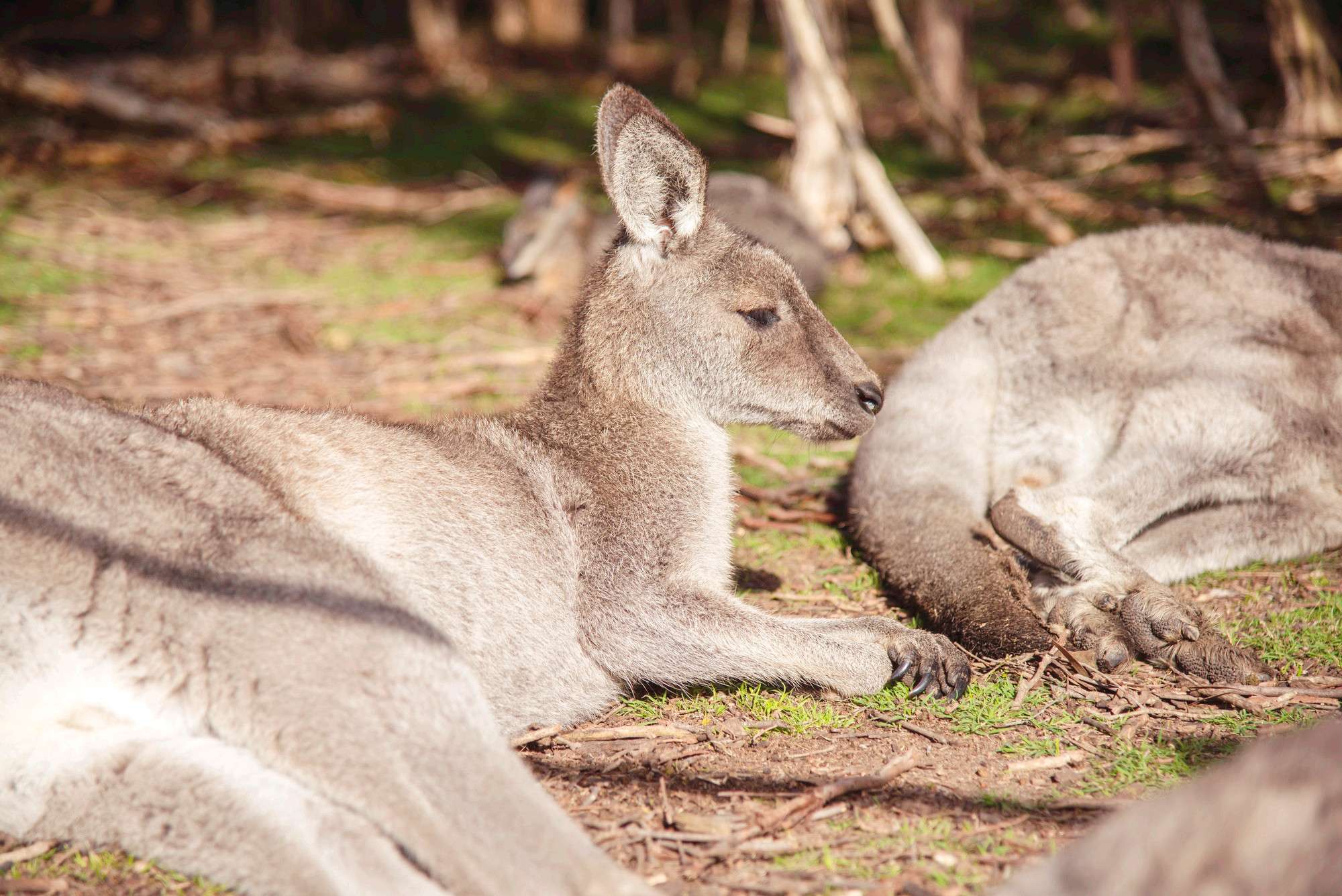 Moonlit Sanctuary Wildlife Conservation Park