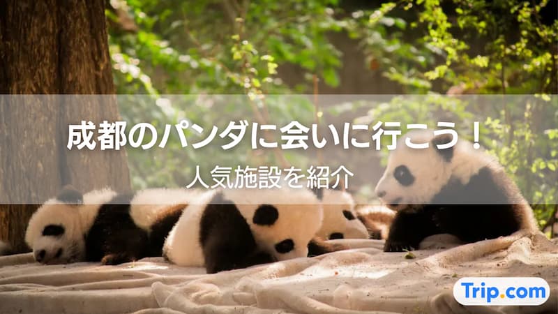 成都 パンダ