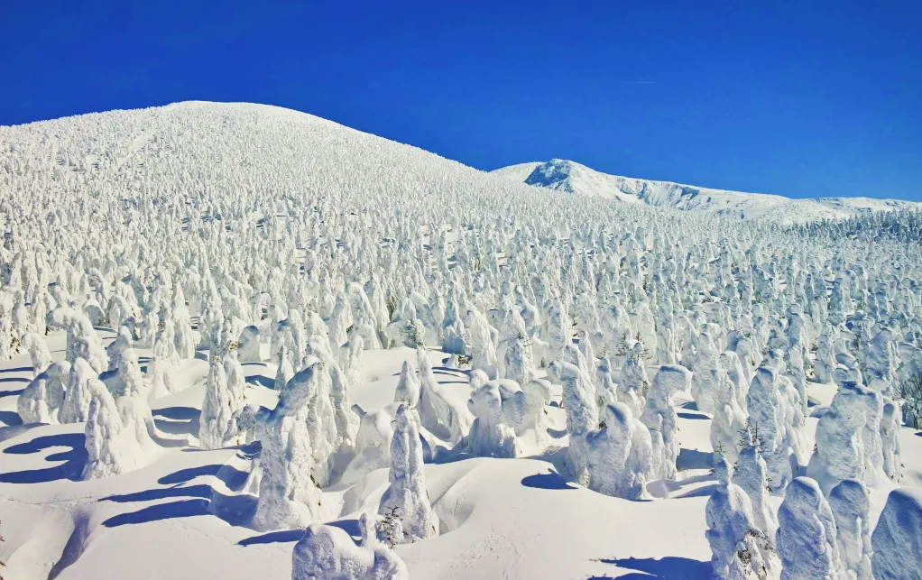 山形県：蔵王の樹氷