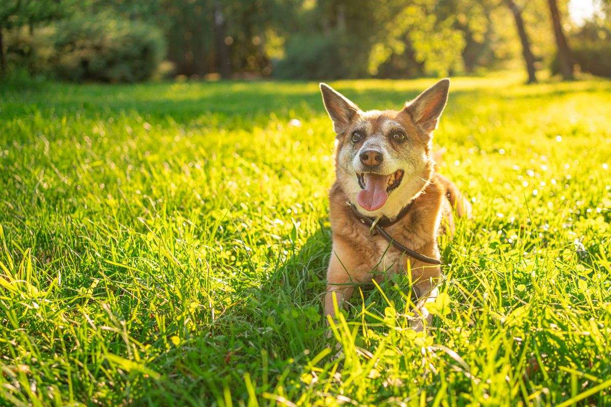 강아지 비행기 탑승
