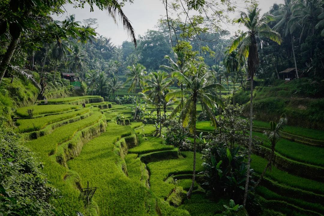 What is the AUD to Bali Currency?