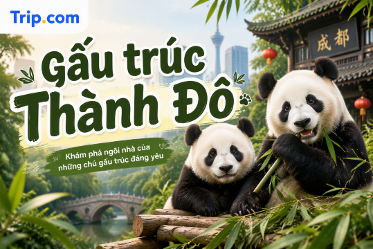 Kinh nghiệm xem gấu trúc Thành Đô 2026: 4 khu bảo tồn nổi tiếng, cách di chuyển và thời điểm vàng
