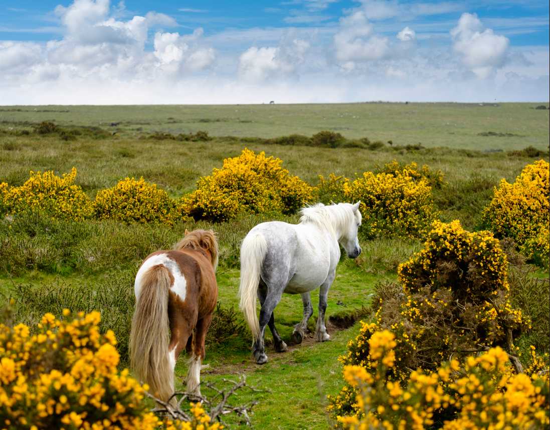 Dartmoor