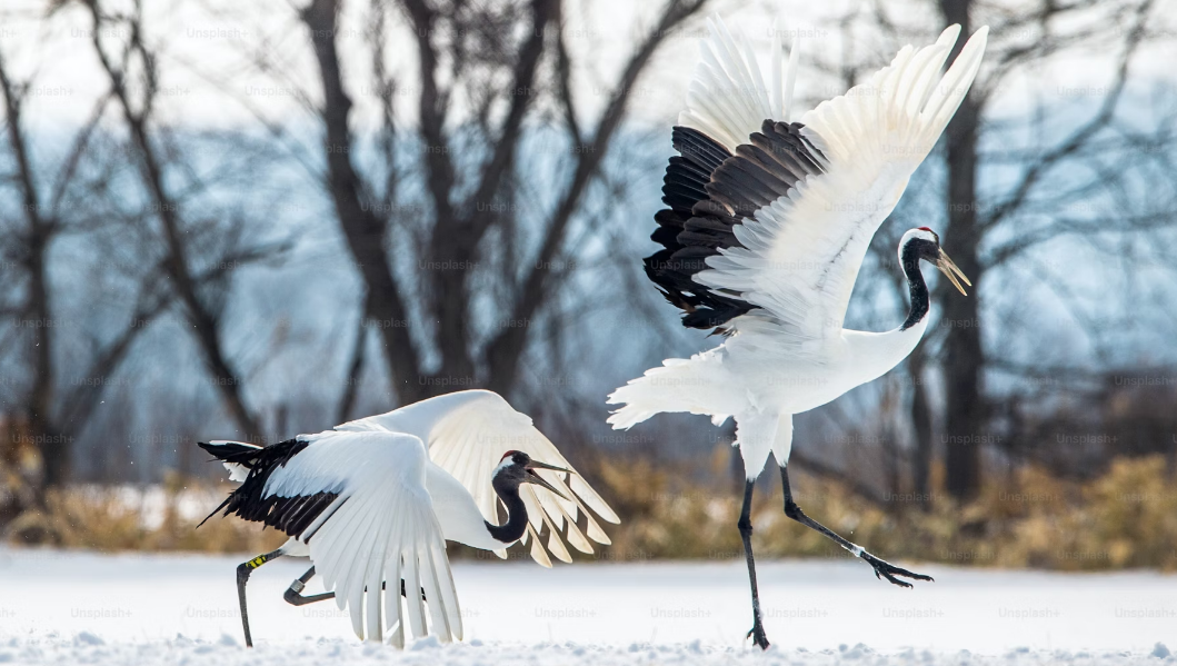 Beijing Zoo Animals: Pandas, Polar Bears & More 