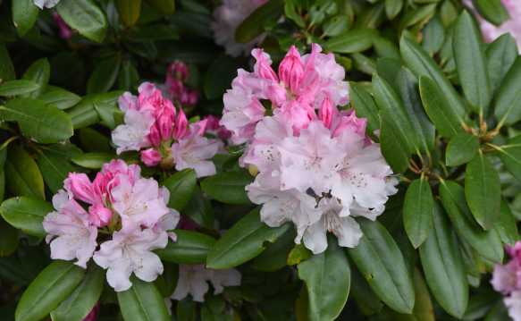 Rhododendron