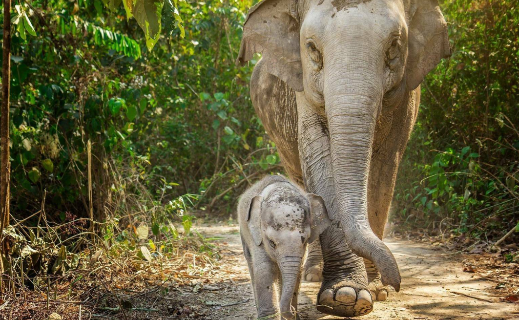 Chiang Mai Travel Guide: Get Around, Where to Stay, Things to Do