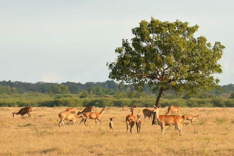 taman nasionak baluran