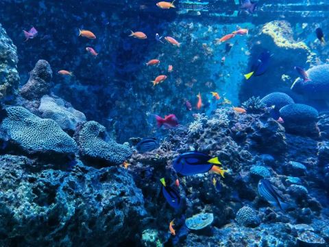 Сколько стоят билеты в Singapore Oceanarium