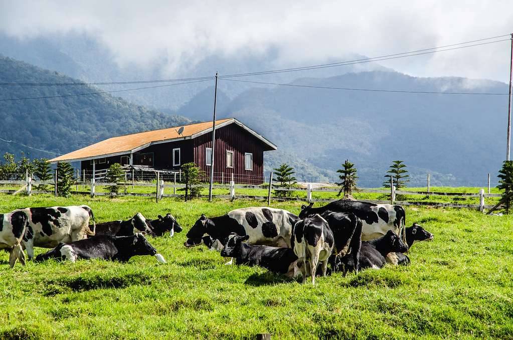 Desa Dairy Farm