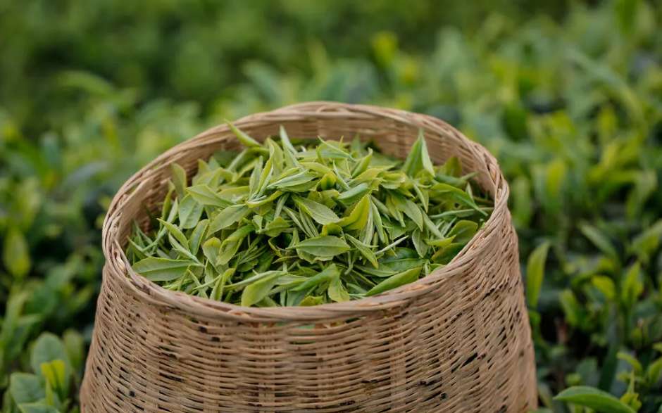 Hangzhou Longjing Tea